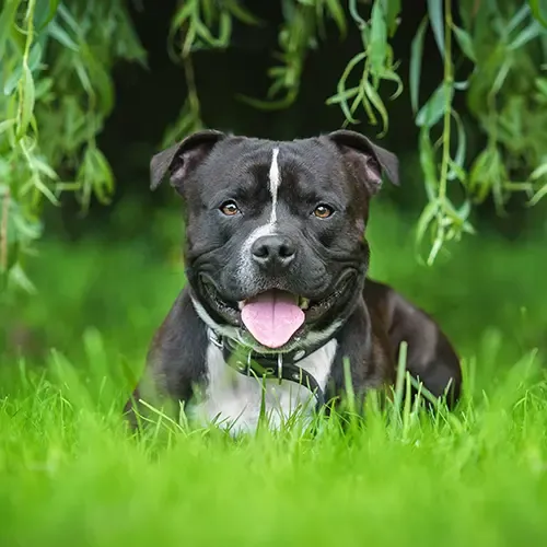 A Staffordshire Bull Terrier sitting in field
