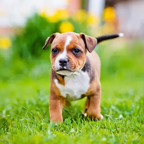 A Brindle Staffordshire Bull Terrier Puppy running in a field