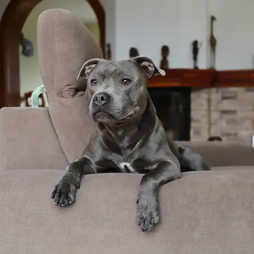 A blue Staffordshire Bull Terrier leaning on the arm of the sofa