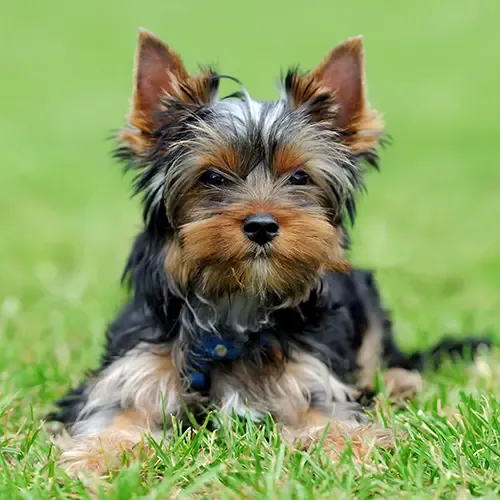 A happy Yorkshire Terrier pup running on some grass