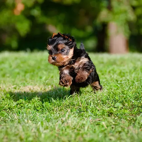A cute Yorkshire Terrier puppy lying in a field