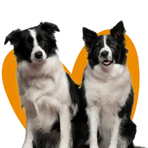 Multi-dog insurance for dogs