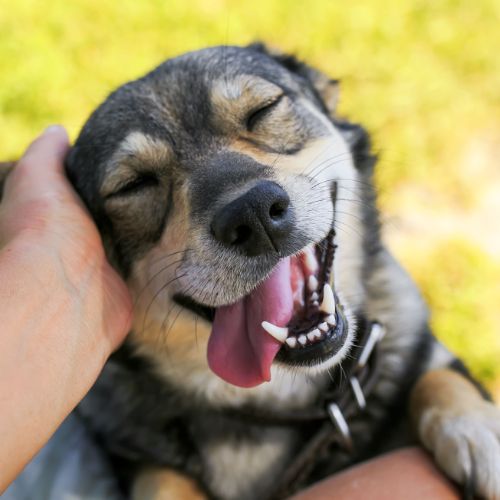 Happy dog having ear scratches off its owner