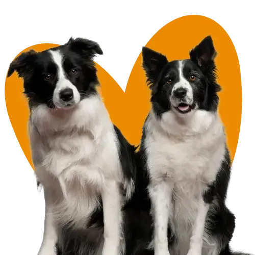 Graphic of a cartoon Border Collie dog chasing a squirrel