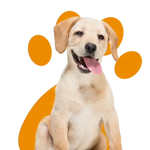 Multi-dog insurance for two dogs