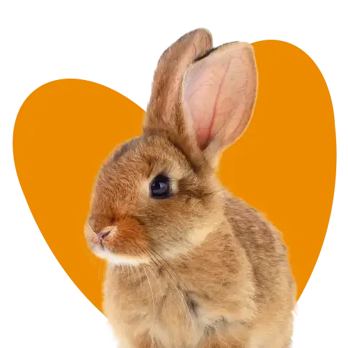 A dog wearing a Safer Pets GPS Pet Tracker