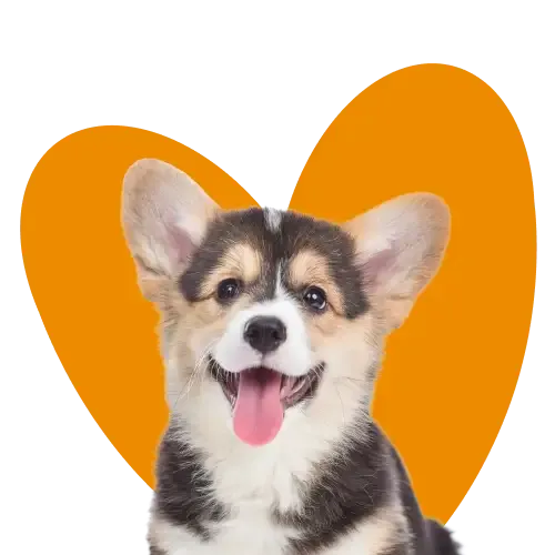 Graphic showing multiple pets with illness or conditions