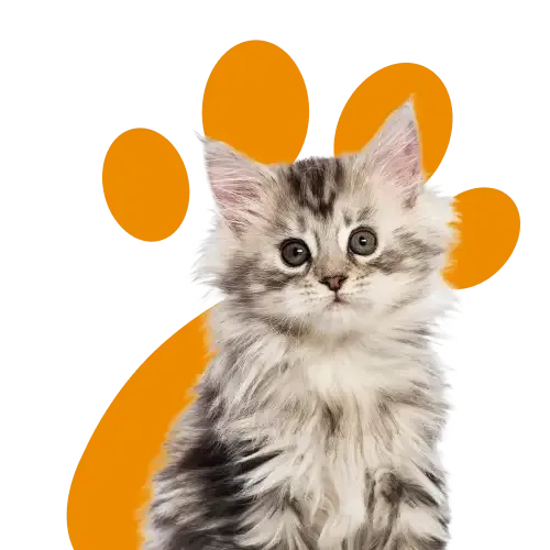 Graphic of a vet using a stethoscope on a dog