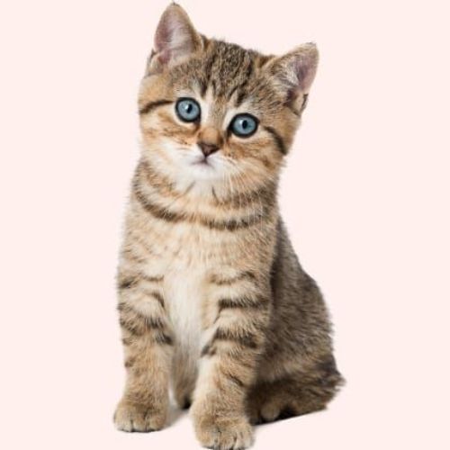 super cute kitten being held by it's owner