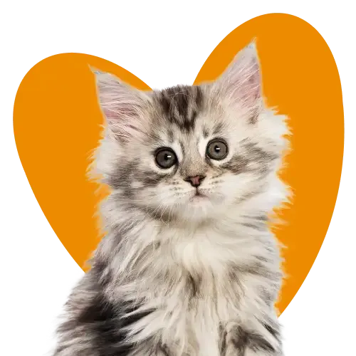 Choosing kitten insurance with a grey kitten in front of an orange heart background