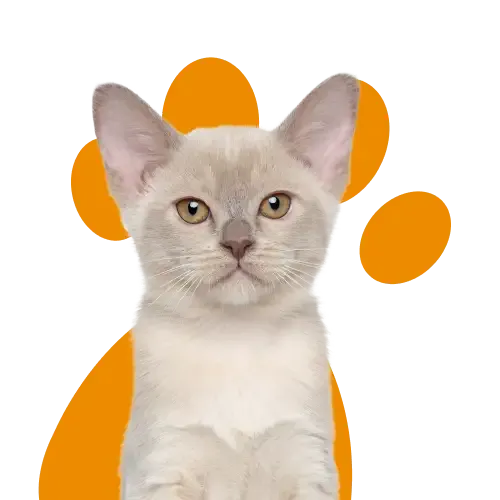 kitten insurance claims vet consultation