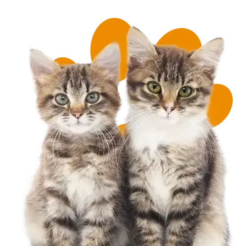 kitten insurance two kittens snuggling in bed