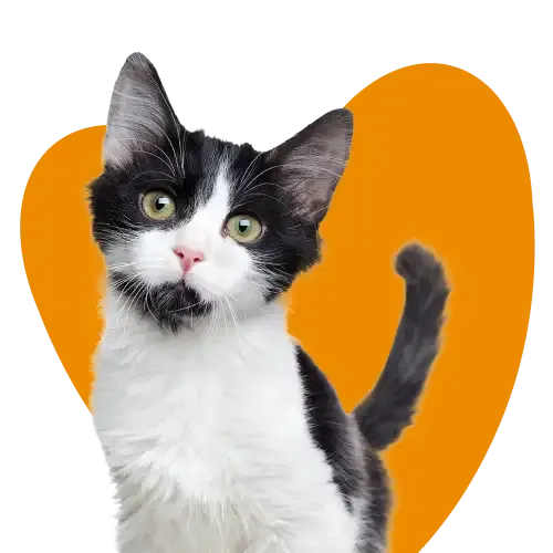 kitten insurance quotes for two kittens playing