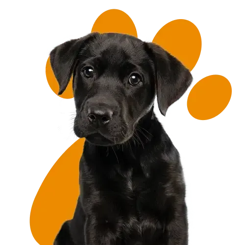 Three kittens snuggling benefits of Lifetime Pet Insurance