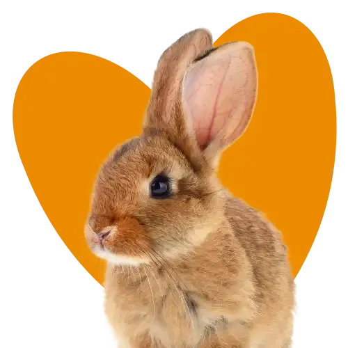 Lifetime pet insurance claims vet consultation