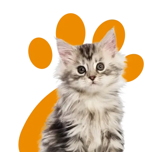 Lifetime pet insurance for dogs, cats and rabbits