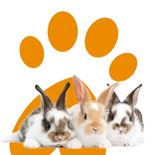 A fluffy white rabbit thinking about multi-pet insurance discount