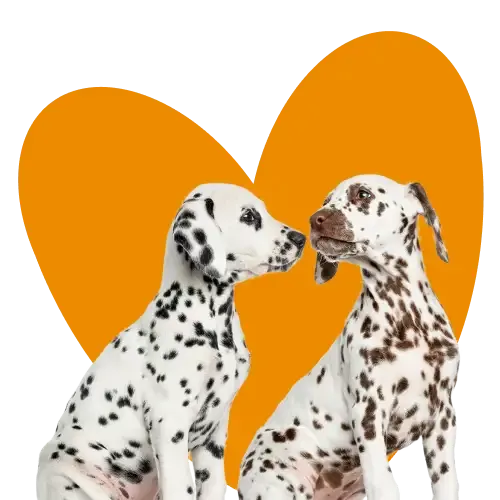 A fluffy white rabbit thinking about multi-pet insurance discount