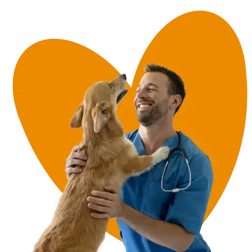 image of a vet with a leaping dog