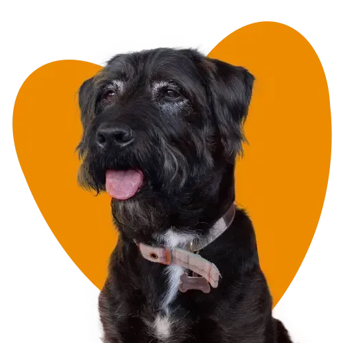 A cat, dog and rabbit for Everypaw's Pet Insurance for Older Pets