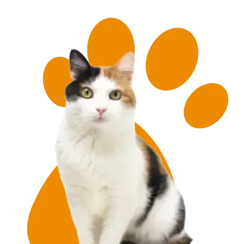 Two older dogs relaxing in a field