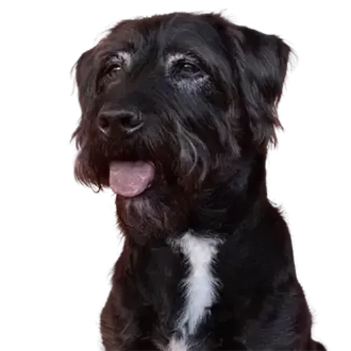 A dog happy to get Everypaw Pet Insurance