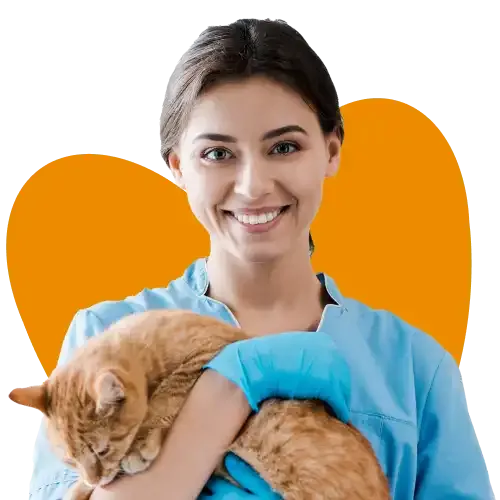 A vet holding a ginger cat