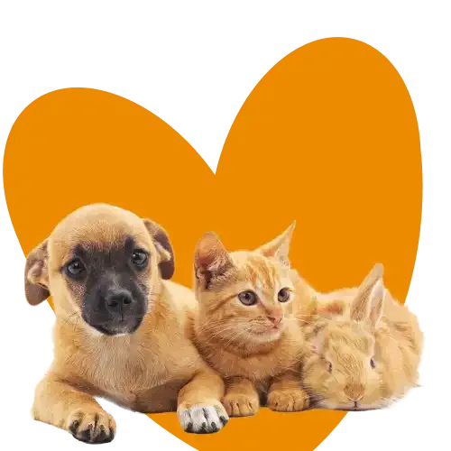 An image of a puppy, kitten and a rabbit for multi-pet insurance