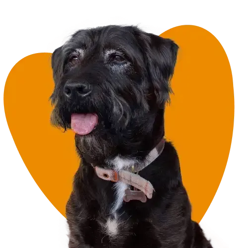 An older dog for pet insurance for older pets