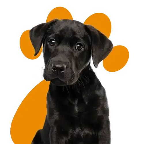 A black Labrador puppy