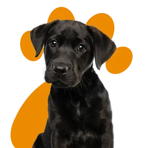 A Dalmatian choosing which pet insurance