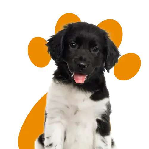 German Shepherd Puppy running after a toy