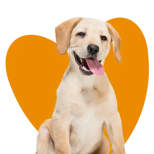 Burnese puppy sat with its tongue sticking out