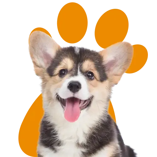 energetic jack russell bounding around a garden