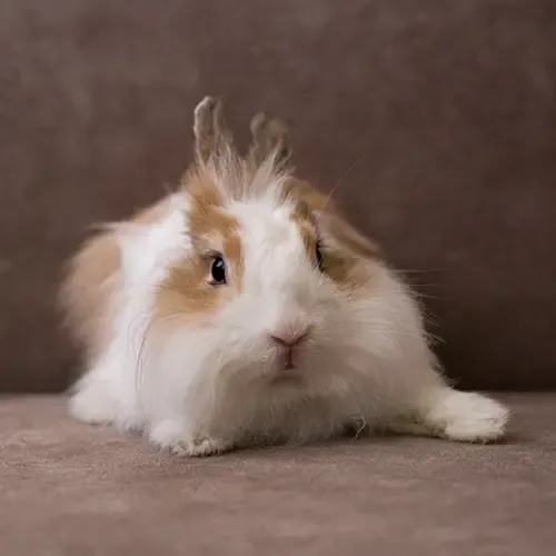 A brown and white Angorra Rabbit lying down 