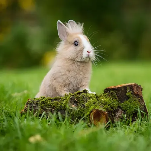 Three Angora Rabbits sitting on the grass