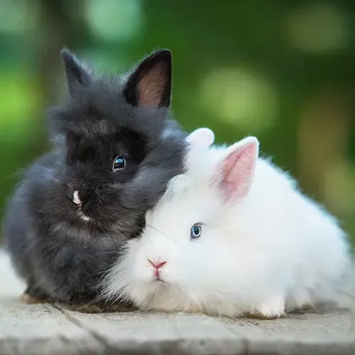 A black and a white Angora rabbit sitting on a table