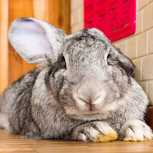 British Giant Rabbit lying down and facing the camera