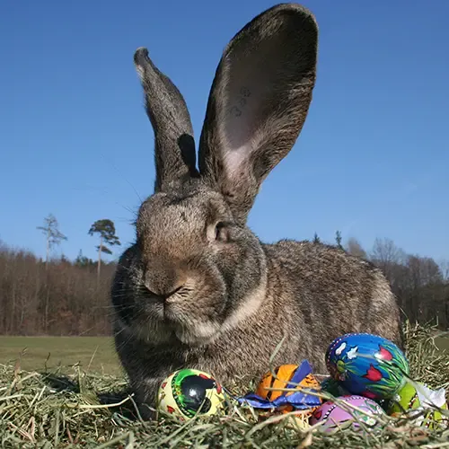 British Giant rabbit lying outside next to some colourful easter eggs