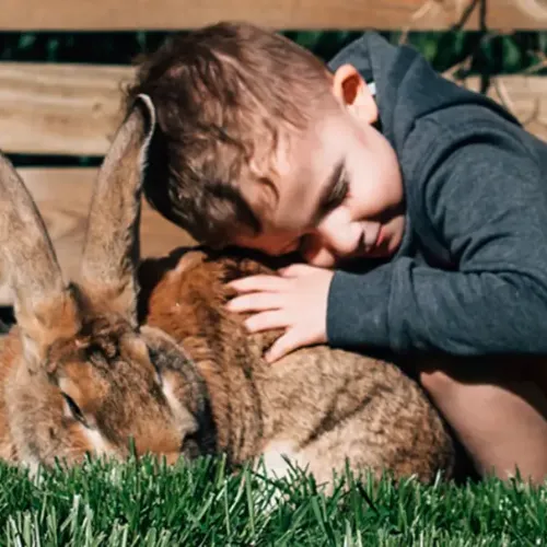 British Giant Rabbit lying down and facing the camera