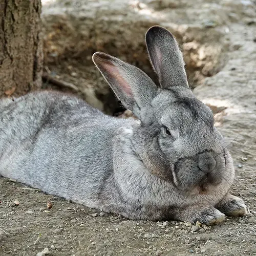 A British Giant Rabbit