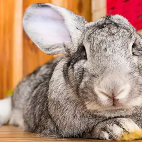 A British Giant Rabbit