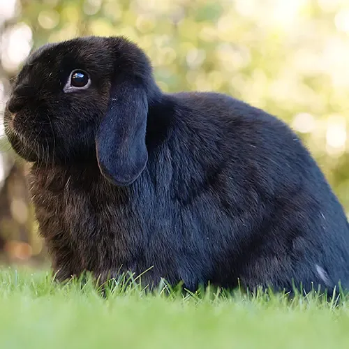 Dwarf Lop Rabbit in a shelter