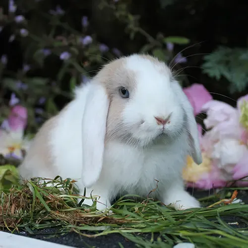Dwarf Lop Rabbit in a garden