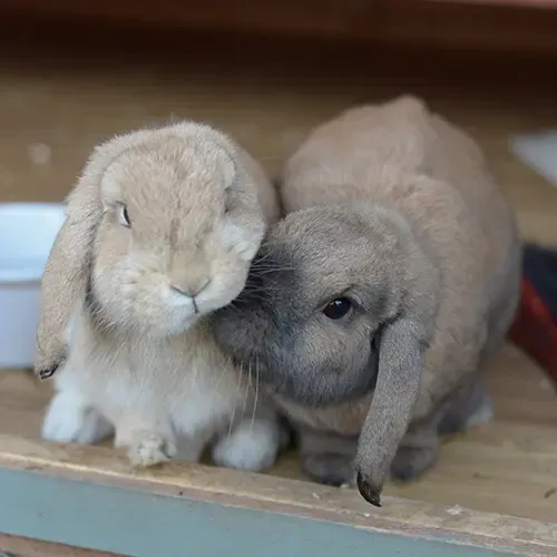 Two Dwarf Lop bunnies snuggling in a hutch