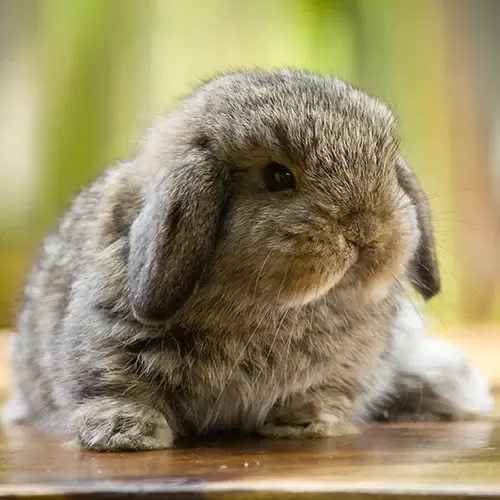 A grey French Lop rabbit sitting on grass