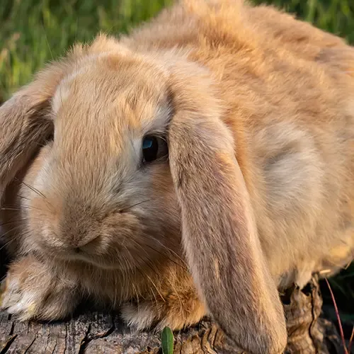 A French Lop rabbit sitting on a log