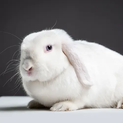 German Lop rabbit sitting on a table