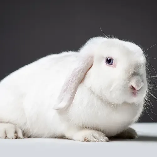 A white French Lop rabbit