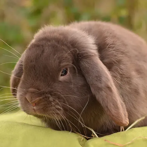 Havana rabbit crouched on a table